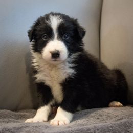 Border Collie Puppies from Shill Border Collies