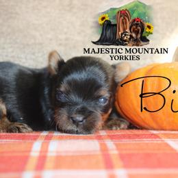 Billy - Black and gold male Yorkshire Terrier puppy in Baker, West Virginia from Majestic Mountain Yorkies