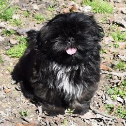 Shih Tzu Puppies from Willow Lane Shih Tzus