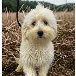 Daisy - Goldendoodle