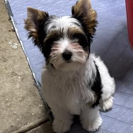 Sprite - Black tan and white female Biewer Terrier puppy in Tucson, Arizona from Great Scotts Biewers