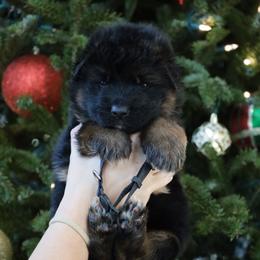 Gafford - Black and red male German Shepherd puppy in Canton, Texas from WILDWOOD GERMAN SHEPHERDS