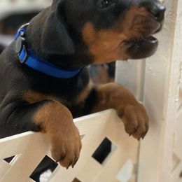 Doberman Pinscher Puppies from Love of Dobermans