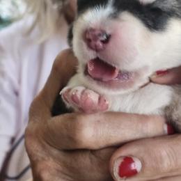 Girl 1 - female Alaskan Malamute puppy in Burton, Ohio from Northernlitesmalamutes