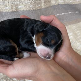 Bernedoodle Puppies from Scarlett Doodles