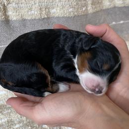Bernedoodle Puppies from Scarlett Doodles