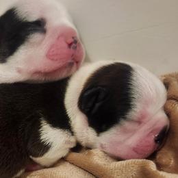 Boston Terriers and French Bulldogs from Edna's Homegrown Frenchies