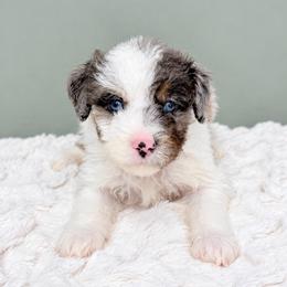 Boy 2 - Merle male Goldendoodle puppy in Springfield, Ohio from Dawson & Daryn's Royal Companions