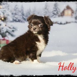 Holly - Black and white female Chihuahua puppy in Demorest, Georgia from Sourpatch Chihuahuas