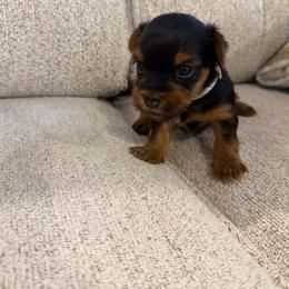 Sir Versoix - Black and tan male Yorkshire Terrier puppy in Queens, New York from The Dior Line