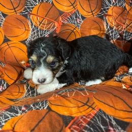 Black tri male - Black tri-color male Aussiedoodle puppy in Hillsboro, Illinois from Shoal Creek Puppies