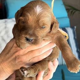Boy 6 - Goldendoodle puppy in Kaysville, Utah from Princess Leih Puppies!