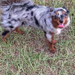 Patsy - Toy Australian Shepherd