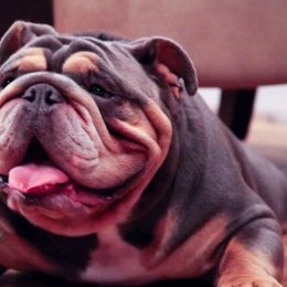 Hammer - Bulldog