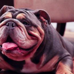 Hammer - Bulldog
