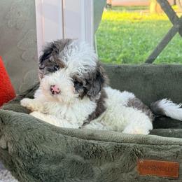 Gabe - Blue merle male Bernedoodle puppy in Cocoa, Florida from The Beach Doodles