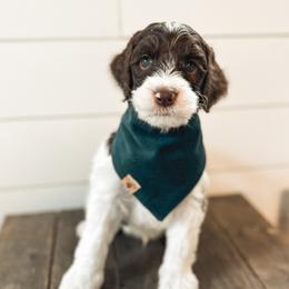 Goldendoodle Puppies from The W Doods