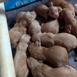 Girl 2 - Apricot male Goldendoodle puppy in Silverton, Oregon from Rambler Goldens