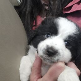 Diamond - Black & white female Miniature American Shepherd puppy in Santa Rosa, California from BennettValleyAussies