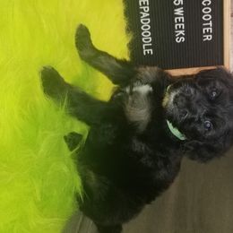 Goldendoodles, Poodles, and Sheepadoodles from Rising Star Kennels