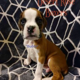 Boxer Puppies from Desert Rose Boxers