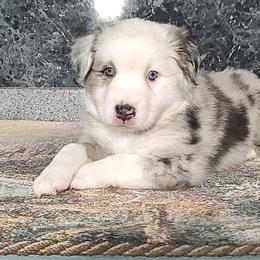 Miniature American Shepherd and Miniature Australian Shepherd Puppies from Buck-Run Puppies