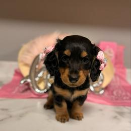 Eve 3,000 - Black and tan female Dachshund puppy in Mayville, Michigan from Teenie Little Hearts