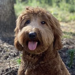 Jethro - Australian Labradoodle