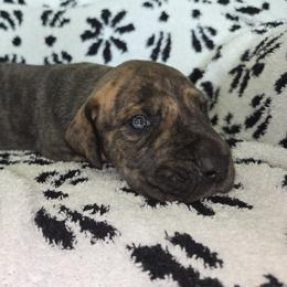 Barley - Brindle male Great Dane puppy in Albany, Oregon from Red Cloud Australian Shepherds and DeGray Great Danes & Bulldogs