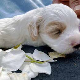 Cockapoo and Pomeranian Puppies from Luna Kennel