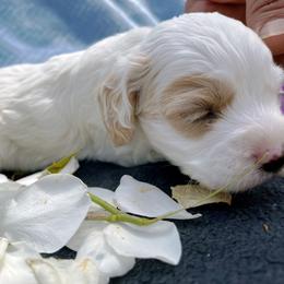 Cockapoo and Pomeranian Puppies from Luna Kennel