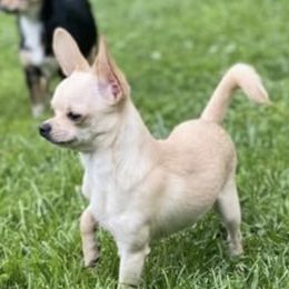 Cujo - Chihuahua