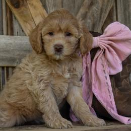 Sunshine - Light Pink Collar - Apricot female Goldendoodle puppy in Macedon, New York from Toodles Goldendoodles