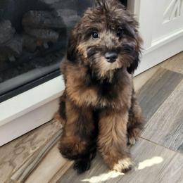 Turbo - Phantom male Goldendoodle puppy in Saint Cloud, Florida from Rising Star Kennels