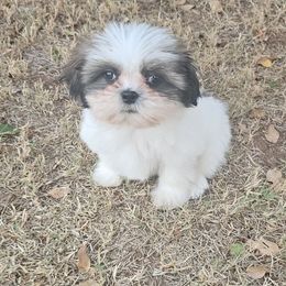 Boy 3 - Tricolor male Shih Tzu puppy in Vernon, Texas from Jennifer's Shih Tzus