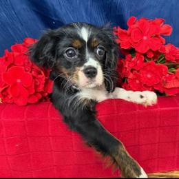 Lily - Tri-color female Cavalier King Charles Spaniel puppy in Cleveland, Georgia from Cavalier Country Farm