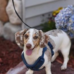 Hazel - Dachshund
