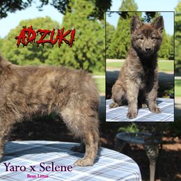 Adzuki - Gold brindle female Dutch Shepherd puppy in Jasper, Georgia from Von Der King Working Dogs