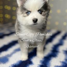 Santa Claus - Gray and white male Pomsky puppy in Rossville, Georgia from Scenic City Pomskies