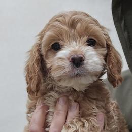 Red Female - Red and white female Cockapoo puppy in Mocksville, North Carolina from Hunting Creek Farm & Kennel