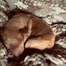 Goldendoodle Puppies from Cruella’s Doodles
