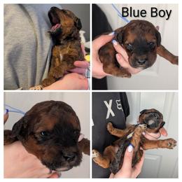 Blue - Wheaten male Whoodle puppy in Kalispell, Montana from Countryman Whoodles