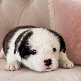 Boy 4 - Black and white male Cardigan Welsh Corgi puppy in Huntington Beach, California from Gingerbread