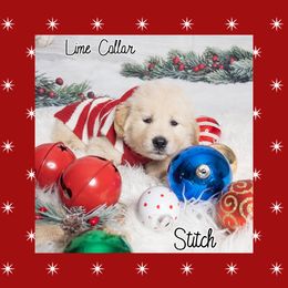 Golden Retriever Puppies from Ruff Life Goldens