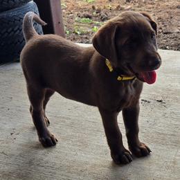 Yellow Collar (Chocolate Girl) - Chocolate female Labrador Retriever puppy in Salado, Texas from Wild Games Labradors