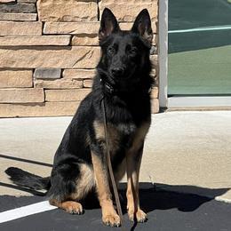 Akruger - German Shepherd