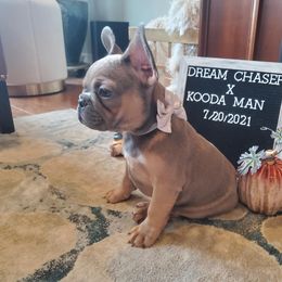 French Bulldog Puppies from Real Dream Productions