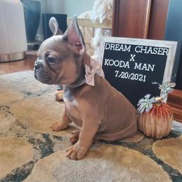French Bulldog Puppies from Real Dream Productions