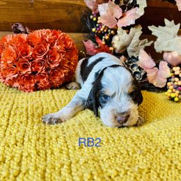 RB2 - Tri-Roan male English Springer Spaniel puppy in Britton, South Dakota from K&S Canines