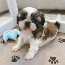 ASPEN - Tricolor female Shih Tzu puppy in Henderson, Nevada from SHIH TZU HOUSE